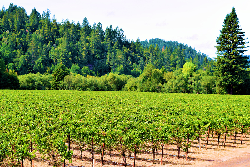 Russian River Guerneville vineyard and forest